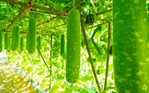 các loại bầu bí