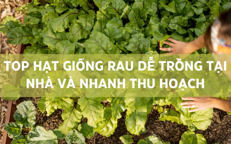 top hạt giống rau dễ trồng