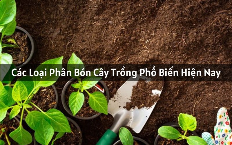 các loại phân bón