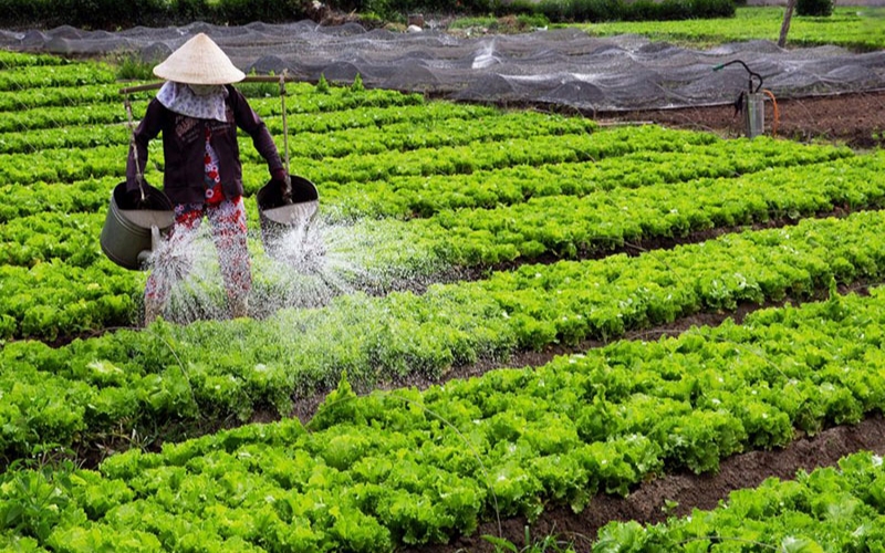 kỹ thuật bón phân npk