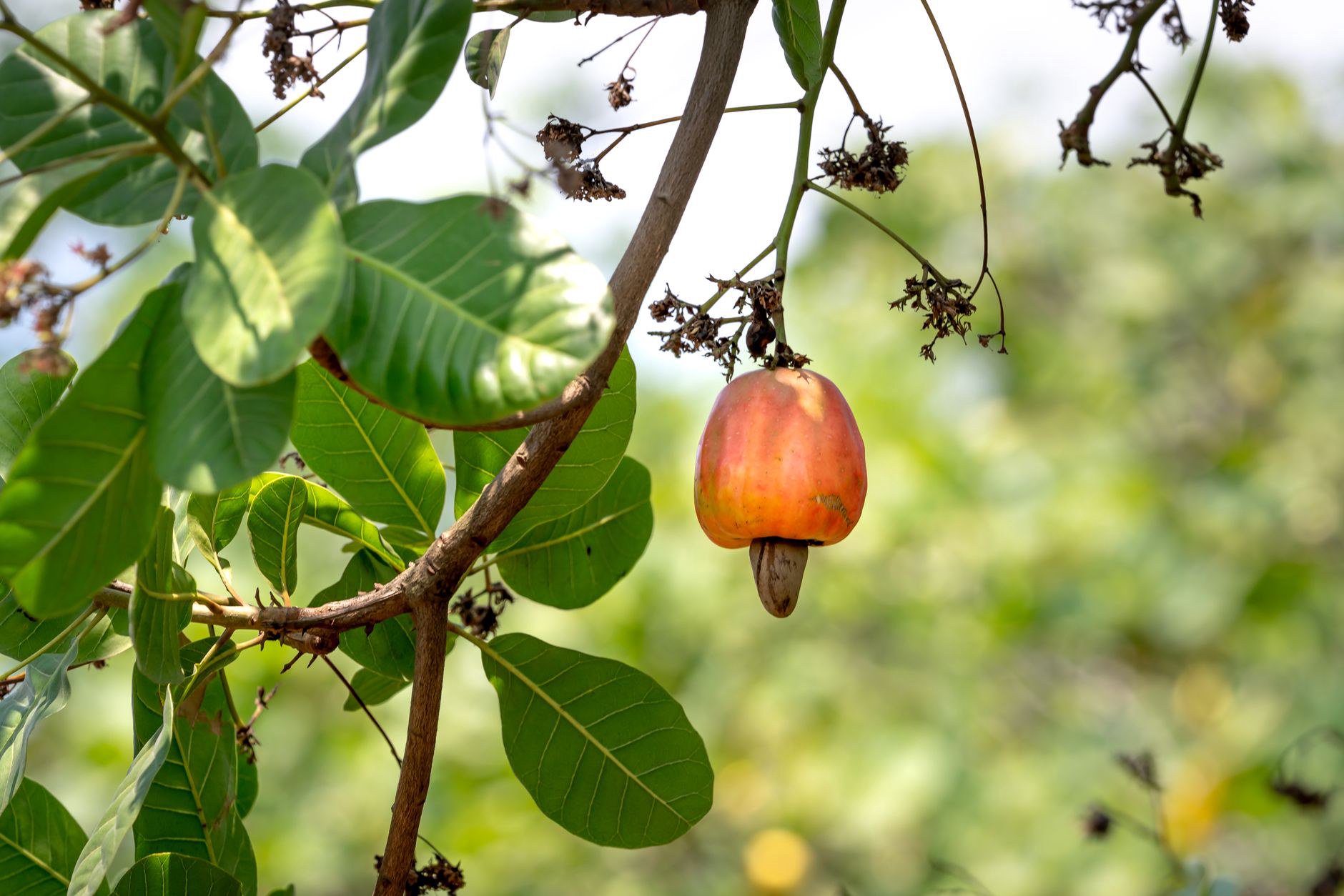 Điều 1: Đất trồng quyết định phần lớn sự sống còn của cây Điều 1: Đất trồng quyết định phần lớn sự sống còn của cây